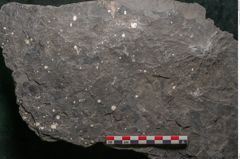 Foto (Detailansicht) von Camptoteris sp. (NHMW-GEO-2024-0188-10650)